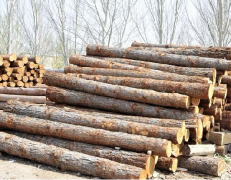 木材進(jìn)口報(bào)關(guān)知識(shí)匯總【通關(guān)指南】